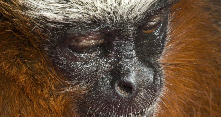 Ecuador approves Yasuni park oil drilling in Amazon rainforest (BBC) Ecuador approves Yasuni park oil drilling in Amazon rainforest (BBC)